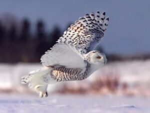Полет белой совы фото